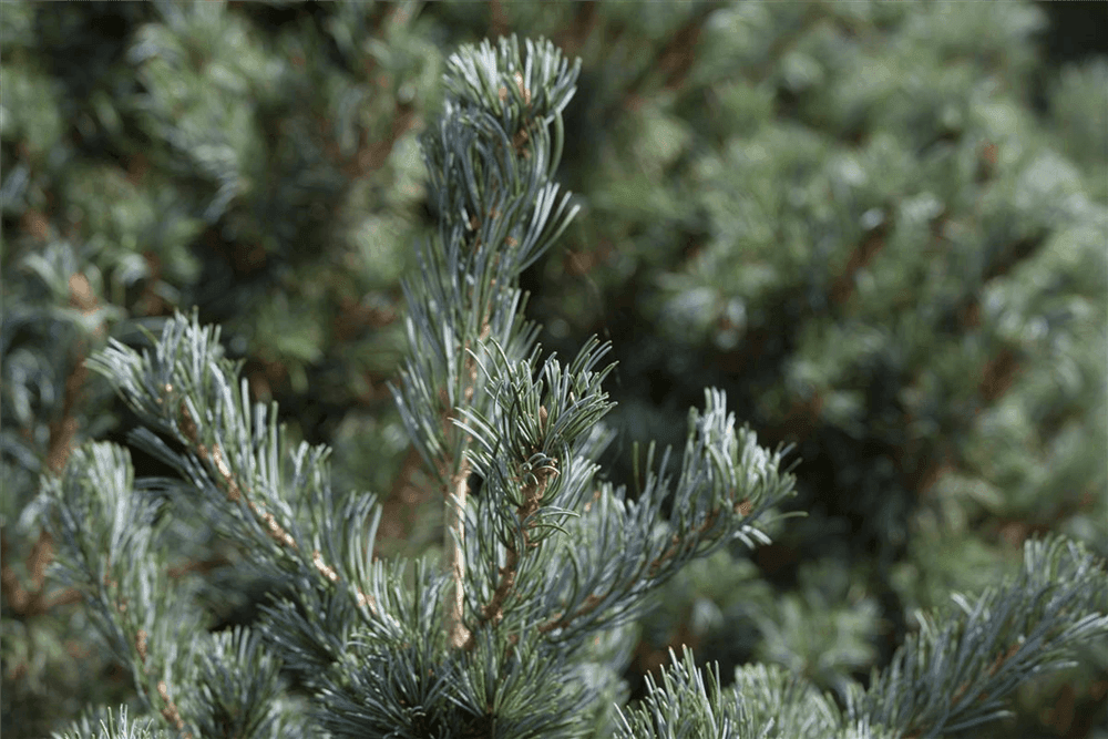 Pinus parviflora 'Negishi' - Gartenglueck und Bluetenkunst - DerGartenMarkt.de - Pflanzen > Gartenpflanzen > Koniferen - DerGartenmarkt.de shop.dergartenmarkt.de