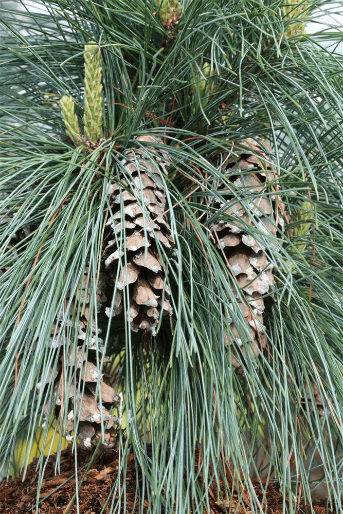 Pinus schwerinii 'Wiethorst' - Gartenglueck und Bluetenkunst - DerGartenMarkt.de - Pflanzen > Gartenpflanzen > Koniferen - DerGartenmarkt.de shop.dergartenmarkt.de