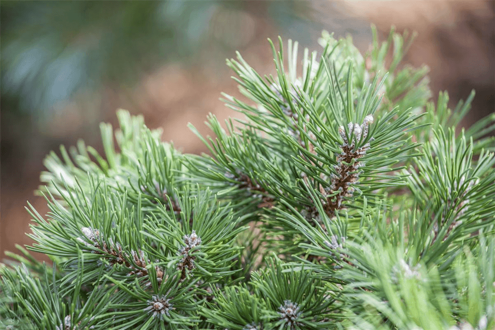 Pinus uncinata - Gartenglueck und Bluetenkunst - DerGartenMarkt.de - Pflanzen > Gartenpflanzen > Koniferen - DerGartenmarkt.de shop.dergartenmarkt.de