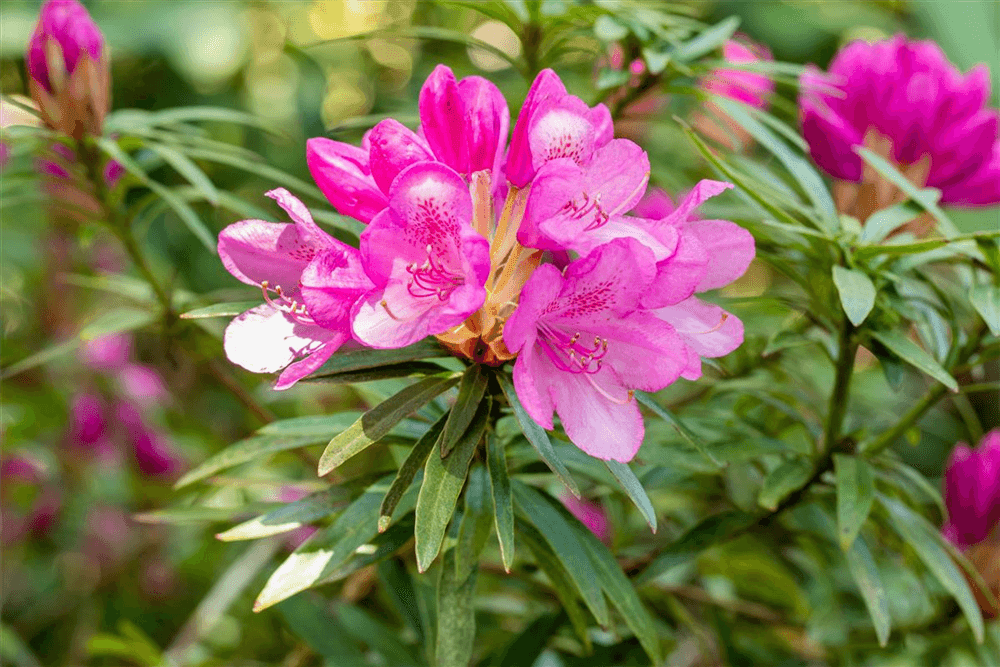 Pontischer Rhododendron 'Graziella' - Hecke - Gartenglueck und Bluetenkunst - DerGartenMarkt.de - Pflanzen > Gartenpflanzen > Heckenpflanzen - DerGartenmarkt.de shop.dergartenmarkt.de