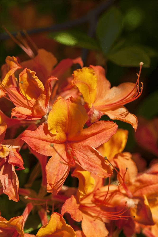 Pontischer Rhododendron 'Sämling' - Gartenglueck und Bluetenkunst - DerGartenMarkt.de - Pflanzen > Gartenpflanzen > Rhododendron - DerGartenmarkt.de shop.dergartenmarkt.de