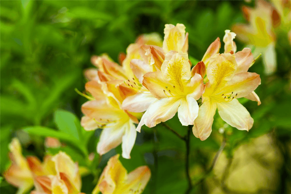 Pontischer Rhododendron 'Sämling' - Gartenglueck und Bluetenkunst - DerGartenMarkt.de - Pflanzen > Gartenpflanzen > Rhododendron - DerGartenmarkt.de shop.dergartenmarkt.de