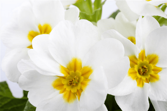 Primula vulgaris, weiß - Blumen Eber - Pflanzen > Gartenpflanzen > Stauden - DerGartenmarkt.de shop.dergartenmarkt.de