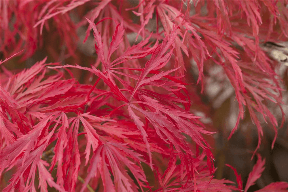 R Acer palmatum 'Dissectum Crimson Princess' - Gartenglueck und Bluetenkunst - DerGartenMarkt.de - Pflanzen > Gartenpflanzen > Laubgehölze - DerGartenmarkt.de shop.dergartenmarkt.de