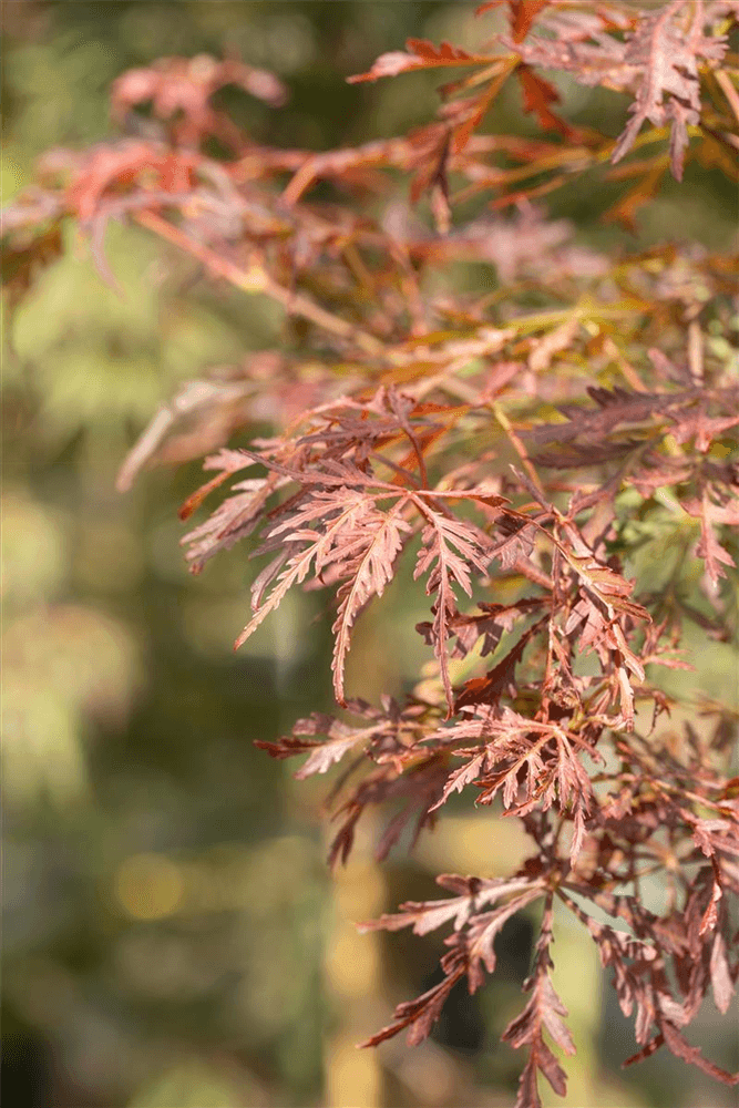 R Acer palmatum 'Dissectum Crimson Princess' - Gartenglueck und Bluetenkunst - DerGartenMarkt.de - Pflanzen > Gartenpflanzen > Laubgehölze - DerGartenmarkt.de shop.dergartenmarkt.de