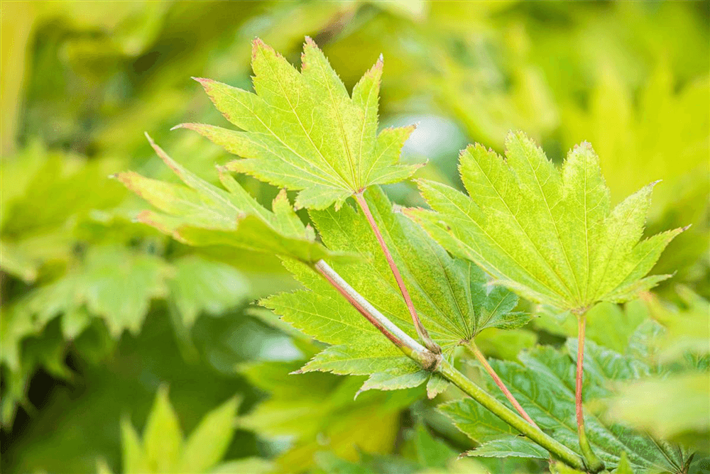R Acer shirasawanum 'Aureum' - Gartenglueck und Bluetenkunst - DerGartenMarkt.de - Pflanzen > Gartenpflanzen > Laubgehölze - DerGartenmarkt.de shop.dergartenmarkt.de