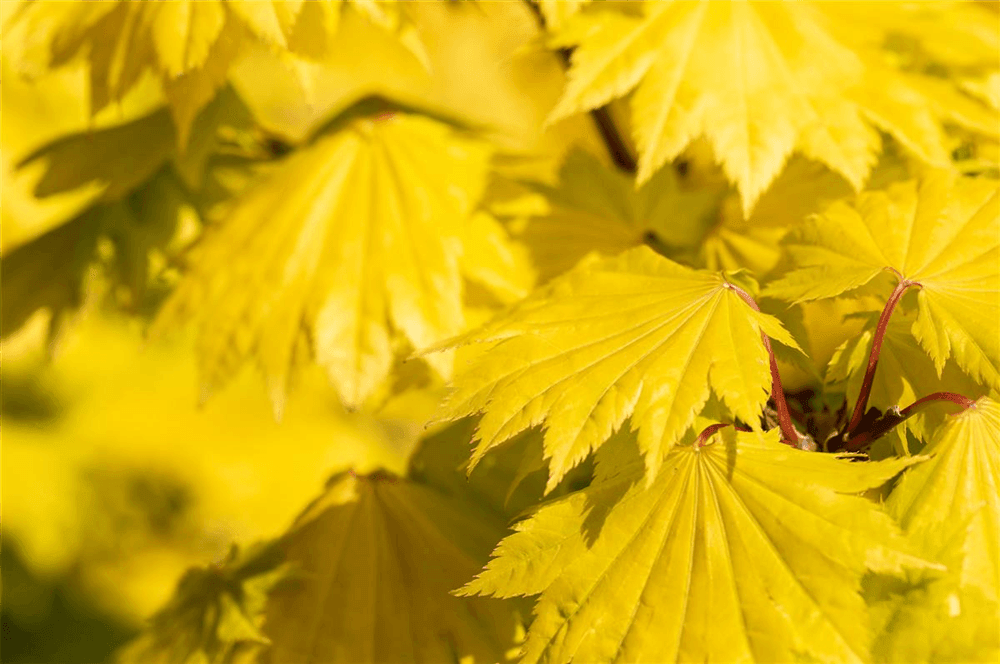 R Acer shirasawanum 'Aureum' - Gartenglueck und Bluetenkunst - DerGartenMarkt.de - Pflanzen > Gartenpflanzen > Laubgehölze - DerGartenmarkt.de shop.dergartenmarkt.de