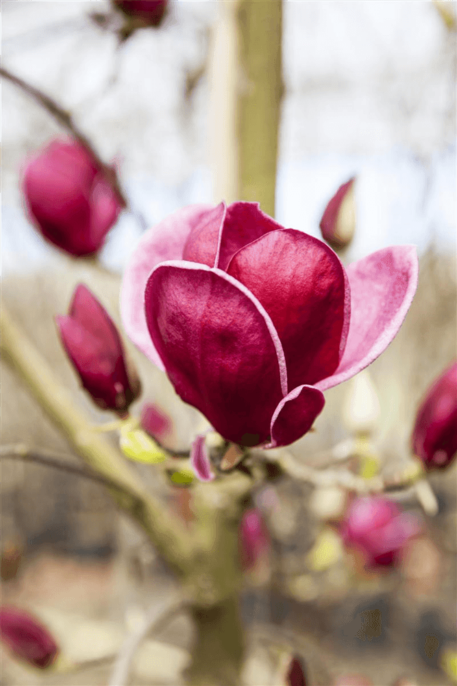 R Magnolia 'Genie' PBR - Gartenglueck und Bluetenkunst - DerGartenMarkt.de - Pflanzen > Gartenpflanzen > Laubgehölze - DerGartenmarkt.de shop.dergartenmarkt.de