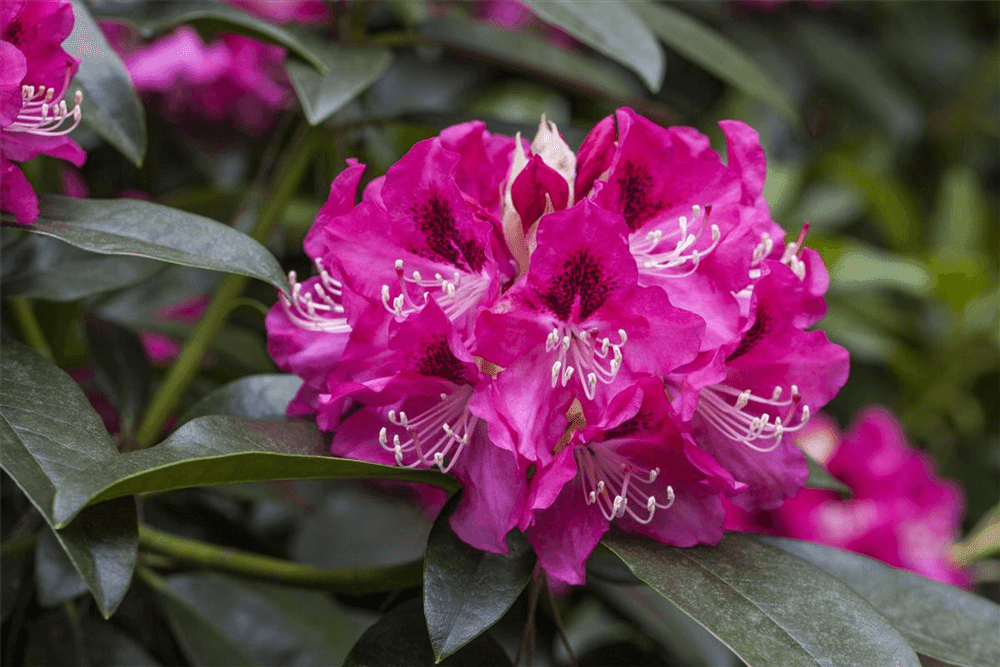R Rhododendron hybrida 'Constanze' - Gartenglueck und Bluetenkunst - DerGartenMarkt.de - Pflanzen > Gartenpflanzen > Rhododendron - DerGartenmarkt.de shop.dergartenmarkt.de