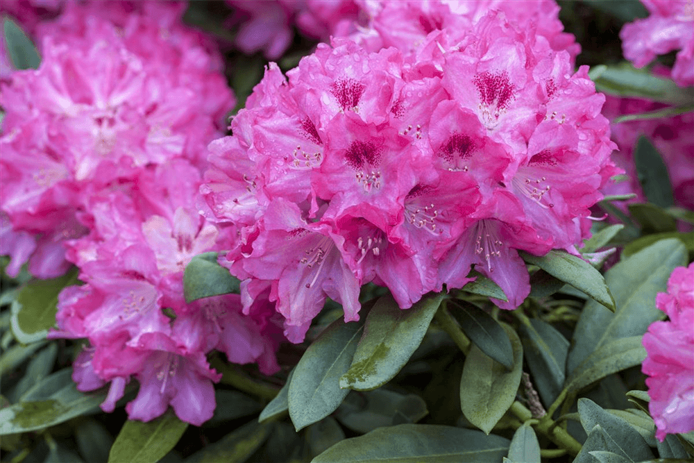 R Rhododendron hybrida 'Constanze' - Gartenglueck und Bluetenkunst - DerGartenMarkt.de - Pflanzen > Gartenpflanzen > Rhododendron - DerGartenmarkt.de shop.dergartenmarkt.de