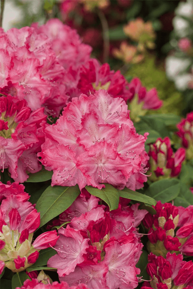 R Rhododendron hybrida 'Germania'(S) - Gartenglueck und Bluetenkunst - DerGartenMarkt.de - Pflanzen > Gartenpflanzen > Rhododendron - DerGartenmarkt.de shop.dergartenmarkt.de