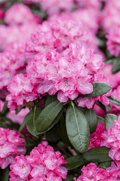 R Rhododendron hybrida 'Germania'(S) - Gartenglueck und Bluetenkunst - DerGartenMarkt.de - Pflanzen > Gartenpflanzen > Rhododendron - DerGartenmarkt.de shop.dergartenmarkt.de