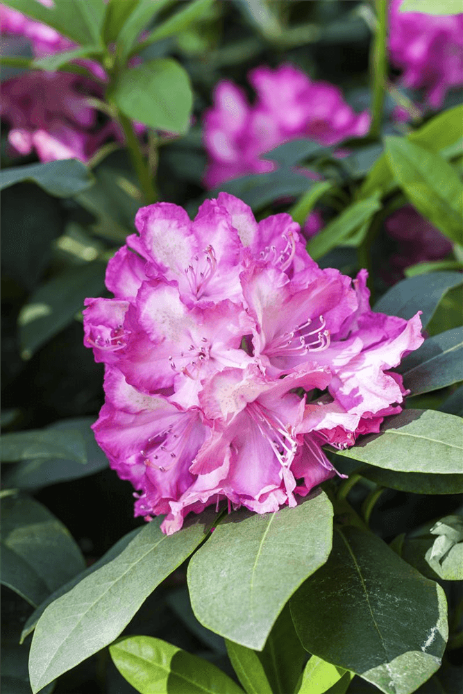 R Rhododendron hybrida 'Junifeuer' - Gartenglueck und Bluetenkunst - DerGartenMarkt.de - Pflanzen > Gartenpflanzen > Rhododendron - DerGartenmarkt.de shop.dergartenmarkt.de