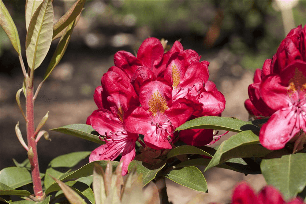 R Rhododendron hybrida 'Junifeuer' - Gartenglueck und Bluetenkunst - DerGartenMarkt.de - Pflanzen > Gartenpflanzen > Rhododendron - DerGartenmarkt.de shop.dergartenmarkt.de