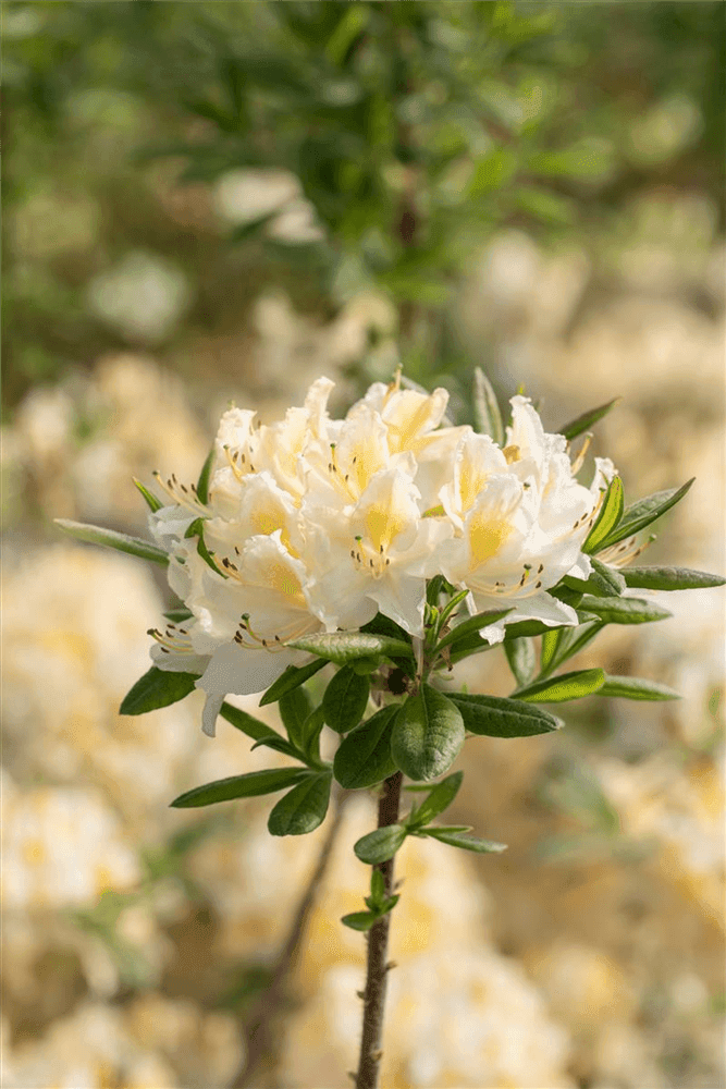 R Rhododendron luteum 'Daviesii' - Gartenglueck und Bluetenkunst - DerGartenMarkt.de - Pflanzen > Gartenpflanzen > Rhododendron - DerGartenmarkt.de shop.dergartenmarkt.de