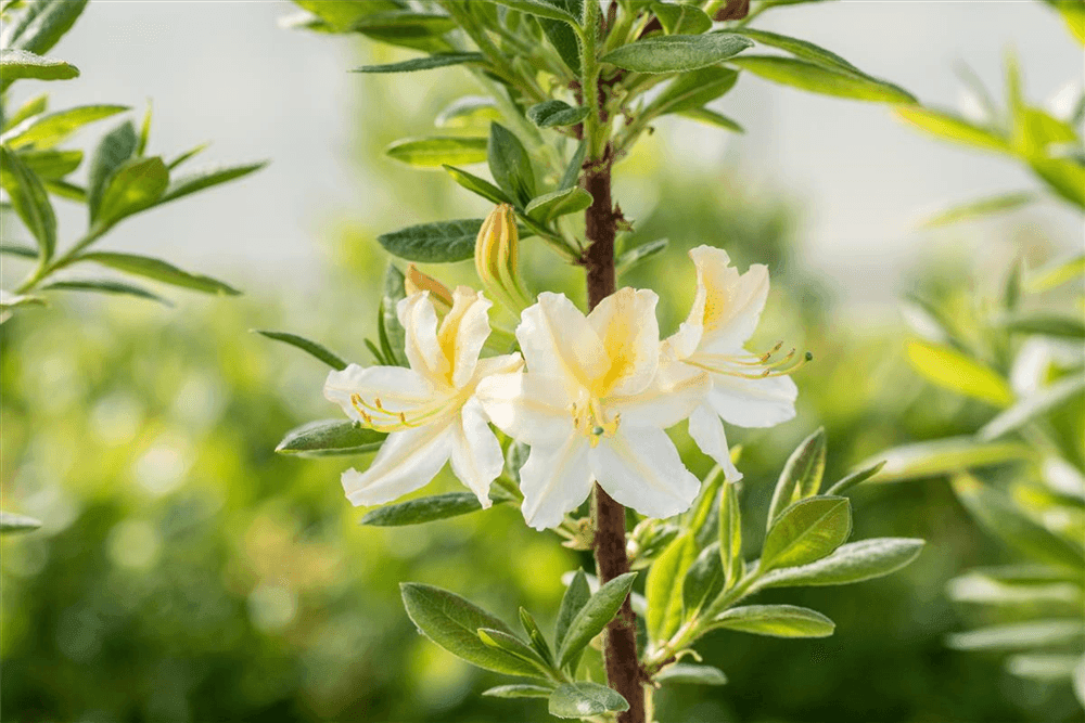 R Rhododendron luteum 'Daviesii' - Gartenglueck und Bluetenkunst - DerGartenMarkt.de - Pflanzen > Gartenpflanzen > Rhododendron - DerGartenmarkt.de shop.dergartenmarkt.de