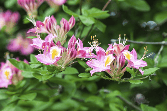 R Rhododendron luteum 'Soir de Paris' - Gartenglueck und Bluetenkunst - DerGartenMarkt.de - Pflanzen > Gartenpflanzen > Rhododendron - DerGartenmarkt.de shop.dergartenmarkt.de