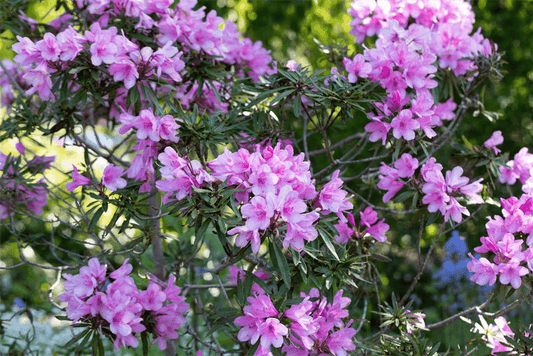 R Rhododendron ponticum 'Graziella' - Gartenglueck und Bluetenkunst - DerGartenMarkt.de - Pflanzen > Gartenpflanzen > Rhododendron - DerGartenmarkt.de shop.dergartenmarkt.de