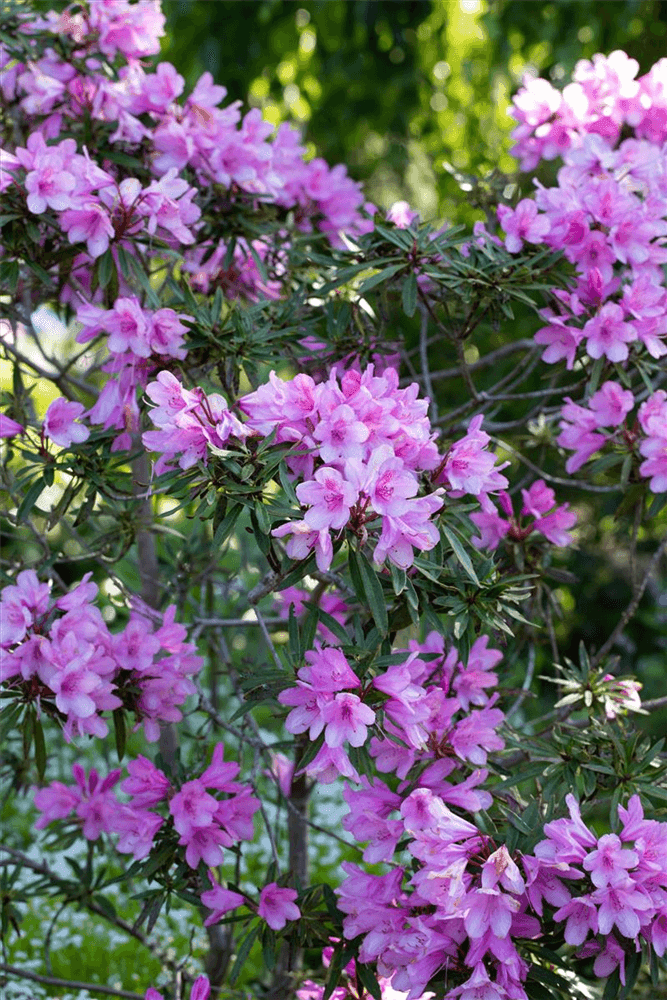 R Rhododendron ponticum 'Graziella' - Gartenglueck und Bluetenkunst - DerGartenMarkt.de - Pflanzen > Gartenpflanzen > Rhododendron - DerGartenmarkt.de shop.dergartenmarkt.de