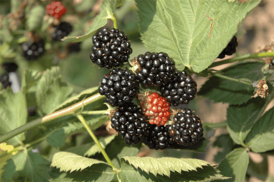 R Rubus fruticosus 'Black Satin' - Gartenglueck und Bluetenkunst - DerGartenMarkt.de - Obst > Beerenobst > Brombeeren - DerGartenmarkt.de shop.dergartenmarkt.de