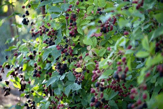 R Rubus fruticosus 'Thornless Evergreen' - Gartenglueck und Bluetenkunst - DerGartenMarkt.de - Obst > Beerenobst > Brombeeren - DerGartenmarkt.de shop.dergartenmarkt.de