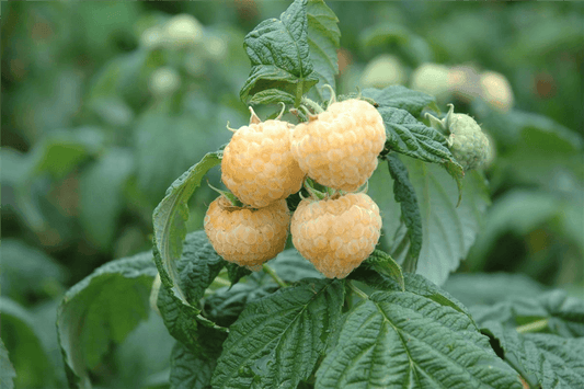 R Rubus idaeus 'Golden Everest' CAC - Gartenglueck und Bluetenkunst - DerGartenMarkt.de - Obst > Beerenobst > Himbeeren - DerGartenmarkt.de shop.dergartenmarkt.de
