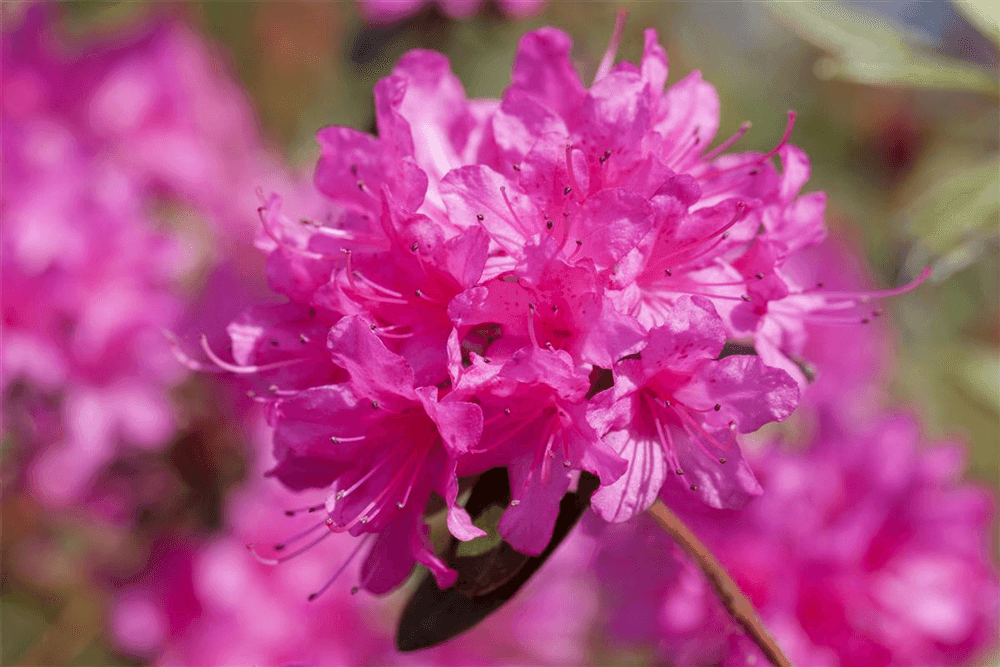 Rhododendron 'Anna Baldsiefen' - Gartenglueck und Bluetenkunst - DerGartenMarkt.de - Pflanzen > Gartenpflanzen > Rhododendron - DerGartenmarkt.de shop.dergartenmarkt.de
