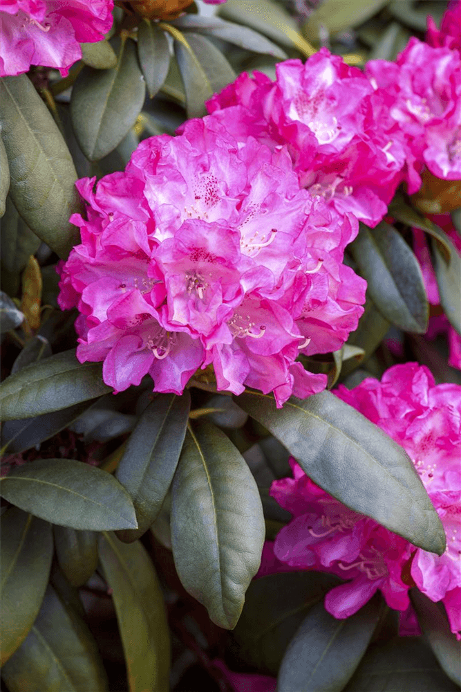 Rhododendron 'Anuschka' - Gartenglueck und Bluetenkunst - DerGartenMarkt.de - Pflanzen > Gartenpflanzen > Rhododendron - DerGartenmarkt.de shop.dergartenmarkt.de
