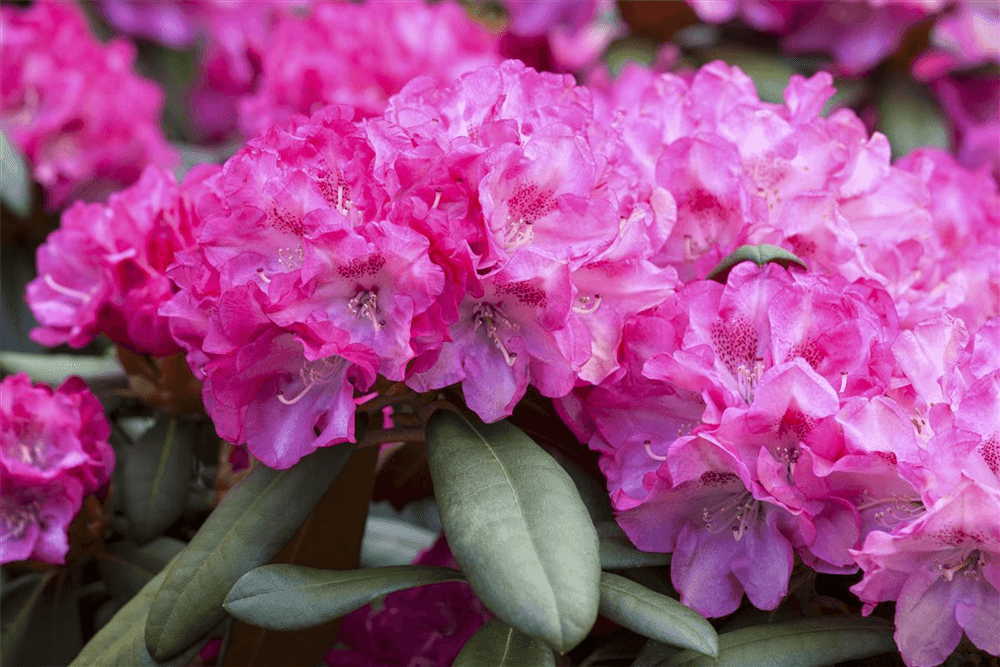 Rhododendron 'Anuschka' - Gartenglueck und Bluetenkunst - DerGartenMarkt.de - Pflanzen > Gartenpflanzen > Rhododendron - DerGartenmarkt.de shop.dergartenmarkt.de