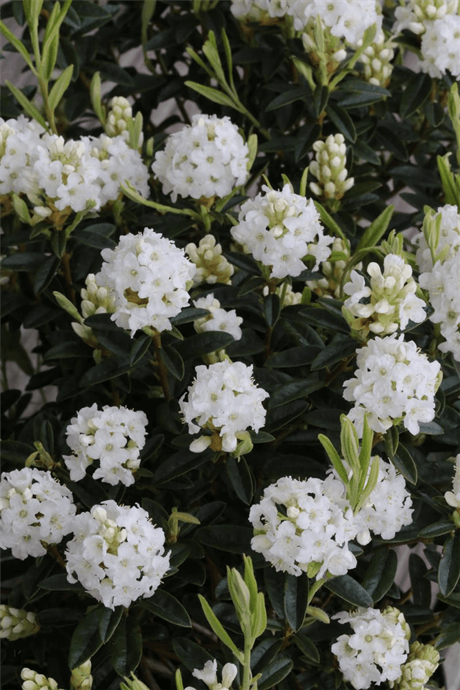 Rhododendron 'Arctic Tern' - Gartenglueck und Bluetenkunst - DerGartenMarkt.de - Pflanzen > Gartenpflanzen > Rhododendron - DerGartenmarkt.de shop.dergartenmarkt.de