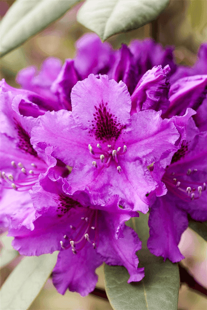 Rhododendron 'Azurro' - Gartenglueck und Bluetenkunst - DerGartenMarkt.de - Pflanzen > Gartenpflanzen > Rhododendron - DerGartenmarkt.de shop.dergartenmarkt.de