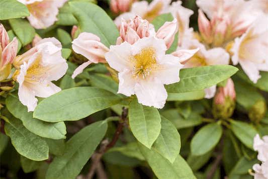 Rhododendron 'Belkanto' (s) - Gartenglueck und Bluetenkunst - DerGartenMarkt.de - Pflanzen > Gartenpflanzen > Rhododendron - DerGartenmarkt.de shop.dergartenmarkt.de