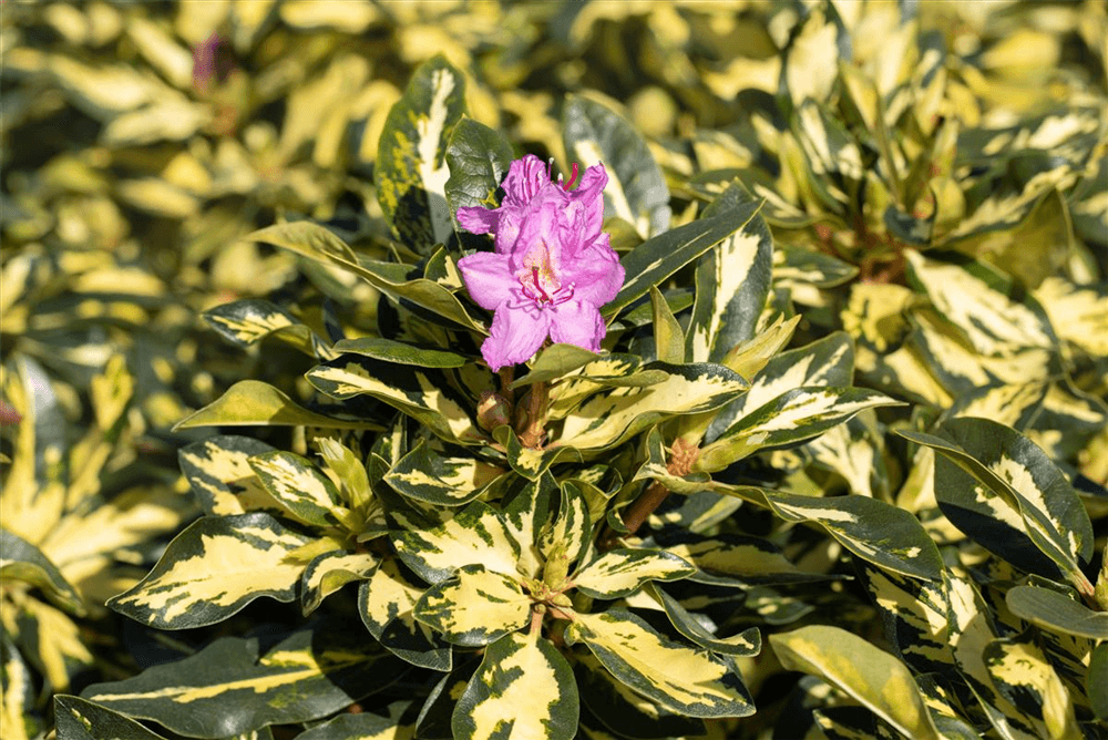 Rhododendron 'Blattgold' - Gartenglueck und Bluetenkunst - DerGartenMarkt.de - Pflanzen > Gartenpflanzen > Rhododendron - DerGartenmarkt.de shop.dergartenmarkt.de