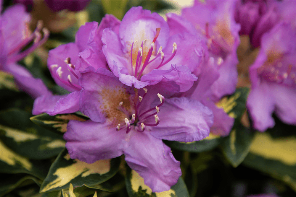 Rhododendron 'Blattgold' - Gartenglueck und Bluetenkunst - DerGartenMarkt.de - Pflanzen > Gartenpflanzen > Rhododendron - DerGartenmarkt.de shop.dergartenmarkt.de