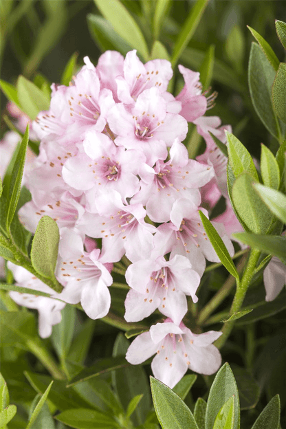 Rhododendron 'Bloombux'® - Gartenglueck und Bluetenkunst - DerGartenMarkt.de - Pflanzen > Gartenpflanzen > Rhododendron - DerGartenmarkt.de shop.dergartenmarkt.de