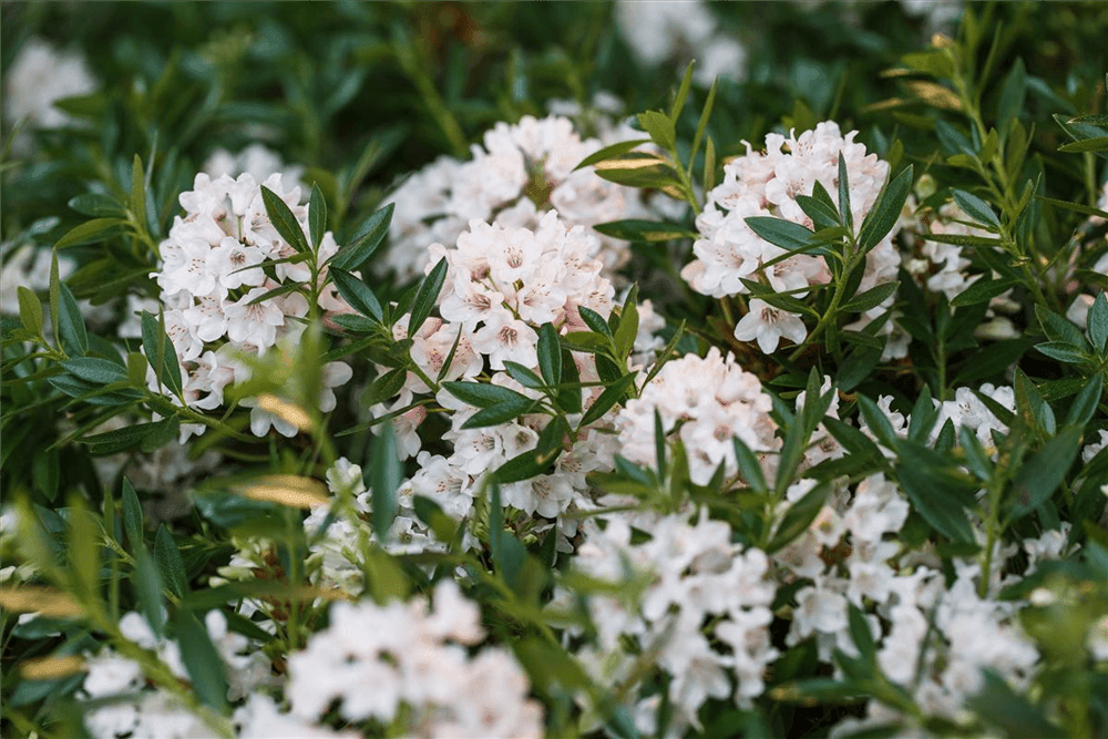 Rhododendron 'Bloombux'® - Gartenglueck und Bluetenkunst - DerGartenMarkt.de - Pflanzen > Gartenpflanzen > Rhododendron - DerGartenmarkt.de shop.dergartenmarkt.de