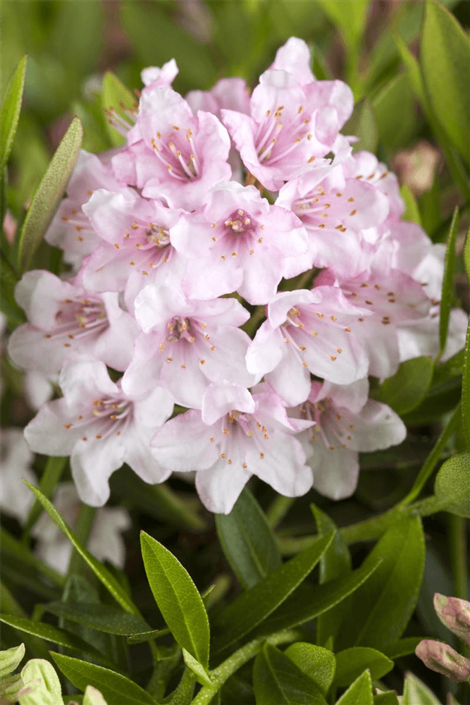 Rhododendron 'Bloombux'® - Hecke - Gartenglueck und Bluetenkunst - DerGartenMarkt.de - Pflanzen > Gartenpflanzen > Heckenpflanzen - DerGartenmarkt.de shop.dergartenmarkt.de