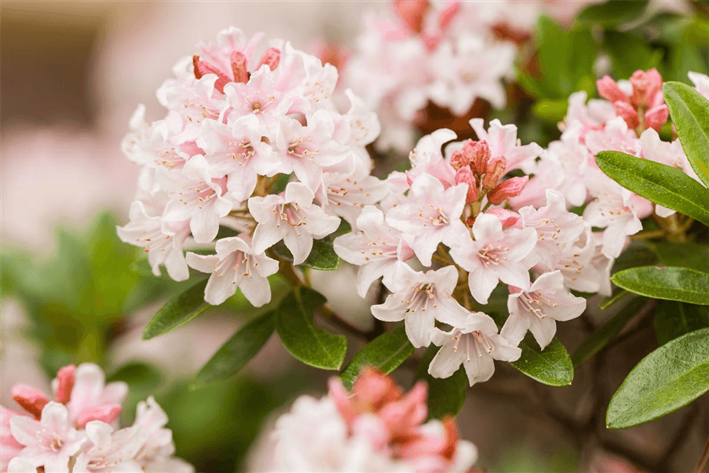 Rhododendron 'Bloombux'® - Hecke - Gartenglueck und Bluetenkunst - DerGartenMarkt.de - Pflanzen > Gartenpflanzen > Heckenpflanzen - DerGartenmarkt.de shop.dergartenmarkt.de