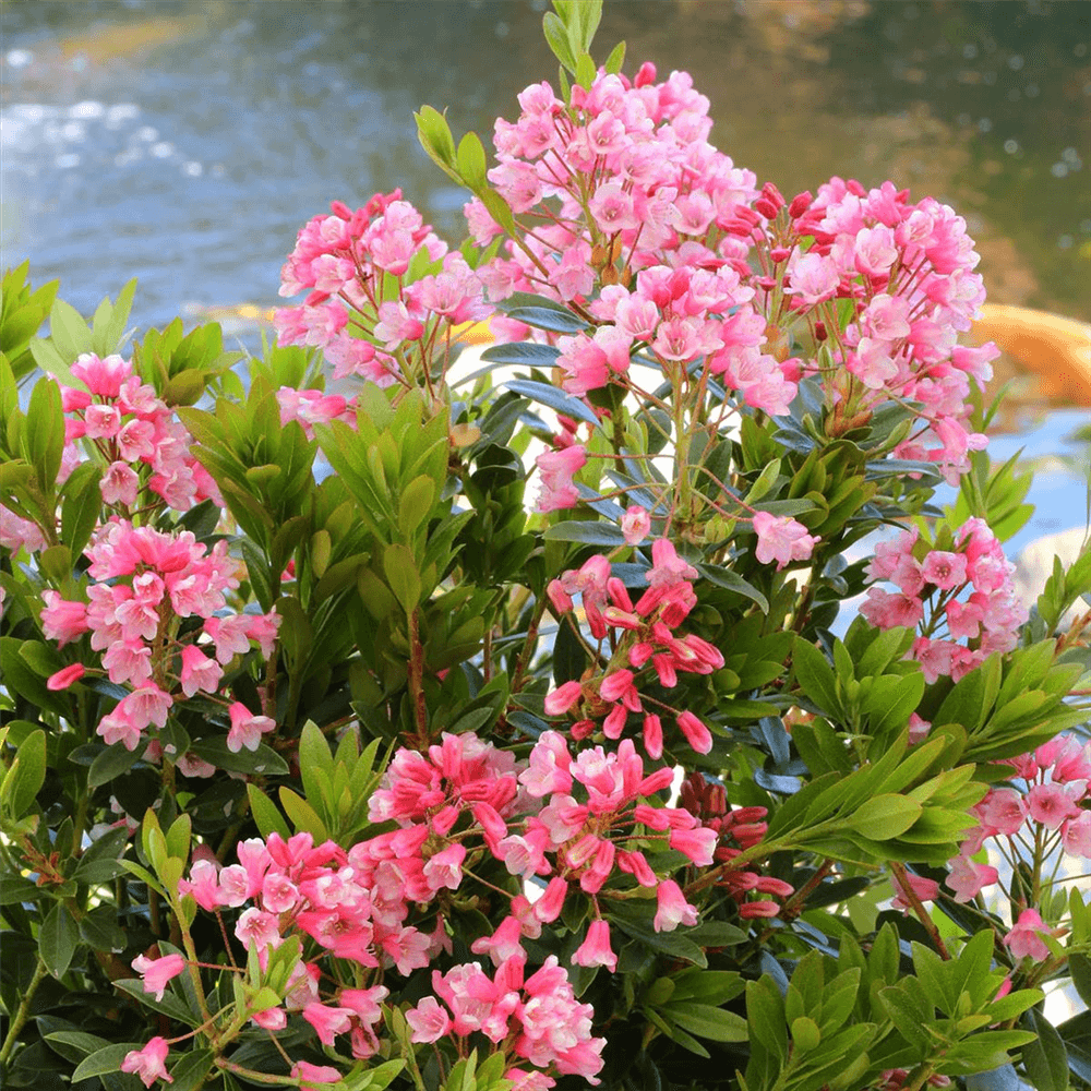 Rhododendron 'Bloombux® Nugget' - Gartenglueck und Bluetenkunst - DerGartenMarkt.de - Pflanzen > Gartenpflanzen > Rhododendron - DerGartenmarkt.de shop.dergartenmarkt.de