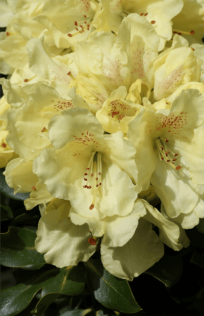 Rhododendron 'Bohlken´s Laura' - Gartenglueck und Bluetenkunst - DerGartenMarkt.de - Pflanzen > Gartenpflanzen > Rhododendron - DerGartenmarkt.de shop.dergartenmarkt.de