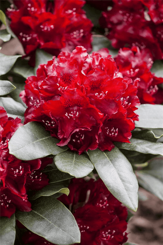 Rhododendron 'Cherry Kiss'® - Gartenglueck und Bluetenkunst - DerGartenMarkt.de - Pflanzen > Gartenpflanzen > Rhododendron - DerGartenmarkt.de shop.dergartenmarkt.de