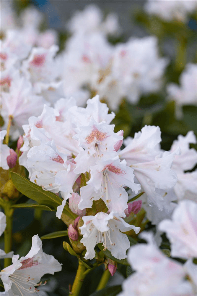 Rhododendron 'Cunningham's White' - Gartenglueck und Bluetenkunst - DerGartenMarkt.de - Pflanzen > Gartenpflanzen > Rhododendron - DerGartenmarkt.de shop.dergartenmarkt.de