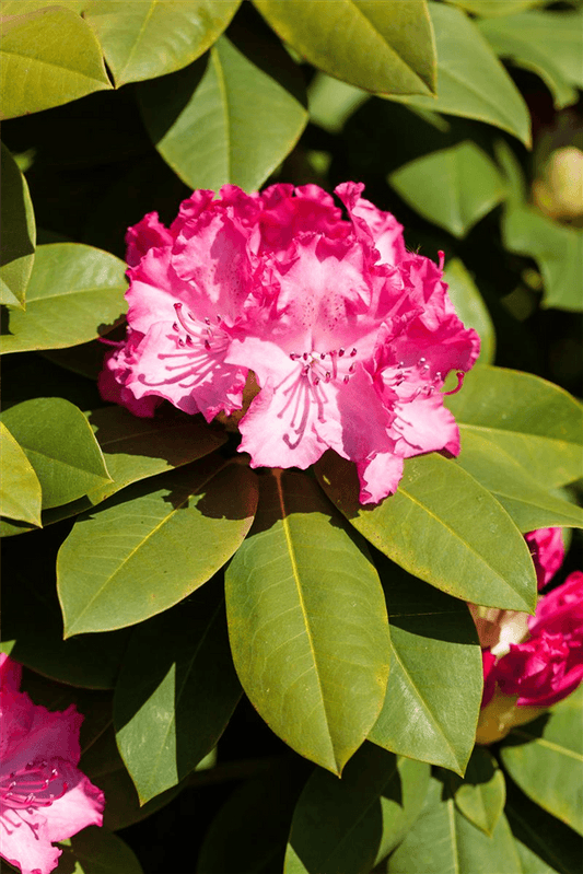 Rhododendron 'Diderk'(s) - Gartenglueck und Bluetenkunst - DerGartenMarkt.de - Pflanzen > Gartenpflanzen > Rhododendron - DerGartenmarkt.de shop.dergartenmarkt.de