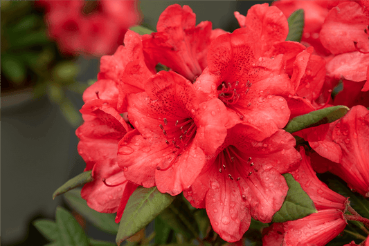 Rhododendron 'Elizabeth' - Gartenglueck und Bluetenkunst - DerGartenMarkt.de - Pflanzen > Gartenpflanzen > Rhododendron - DerGartenmarkt.de shop.dergartenmarkt.de