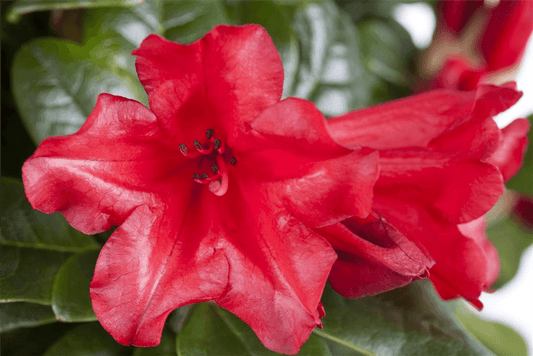 Rhododendron 'Elizabeth Red Foliage' - Gartenglueck und Bluetenkunst - DerGartenMarkt.de - Pflanzen > Gartenpflanzen > Rhododendron - DerGartenmarkt.de shop.dergartenmarkt.de