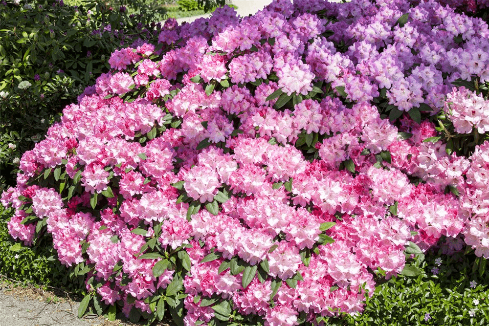 Rhododendron 'English Roseum' - Gartenglueck und Bluetenkunst - DerGartenMarkt.de - Pflanzen > Gartenpflanzen > Rhododendron - DerGartenmarkt.de shop.dergartenmarkt.de
