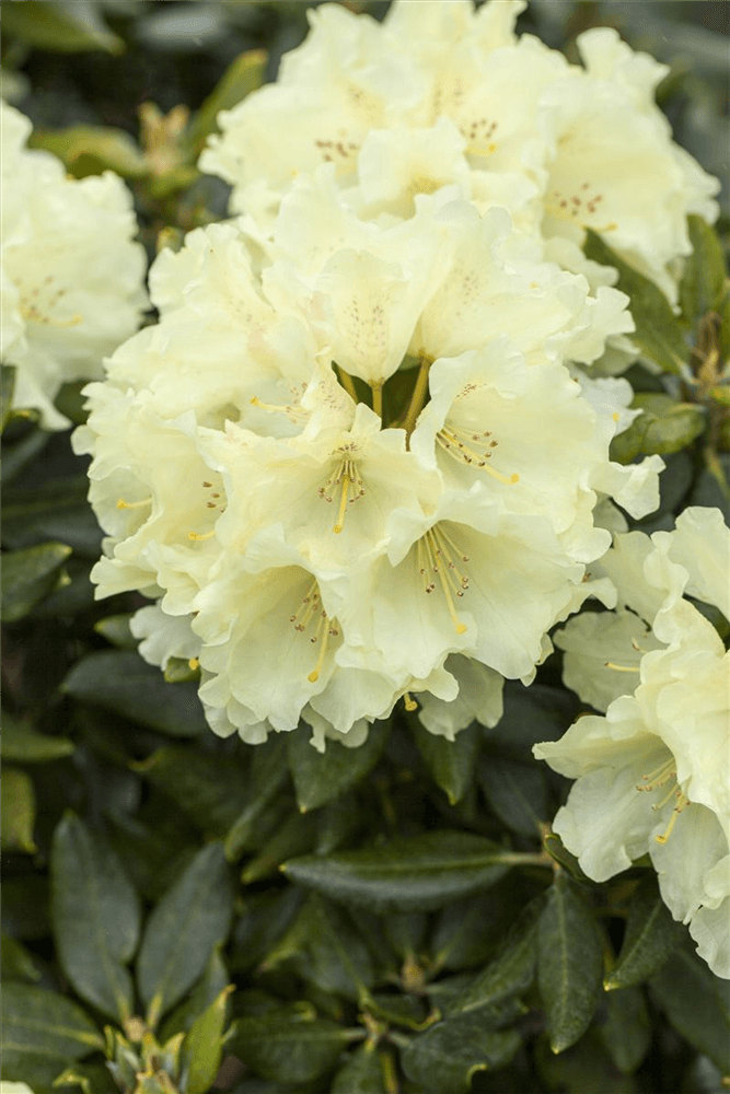 Rhododendron 'Goldkrone'® - Gartenglueck und Bluetenkunst - DerGartenMarkt.de - Pflanzen > Gartenpflanzen > Rhododendron - DerGartenmarkt.de shop.dergartenmarkt.de