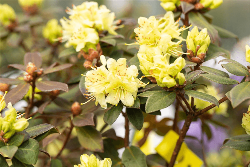 Rhododendron hanceanum 'Princess Anne' - Gartenglueck und Bluetenkunst - DerGartenMarkt.de - Pflanzen > Gartenpflanzen > Rhododendron - DerGartenmarkt.de shop.dergartenmarkt.de