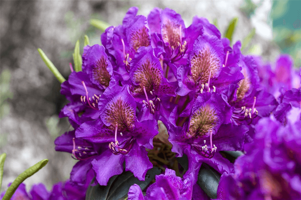 Rhododendron hybrida 'Marcel Menard' - Gartenglueck und Bluetenkunst - DerGartenMarkt.de - Pflanzen > Gartenpflanzen > Rhododendron - DerGartenmarkt.de shop.dergartenmarkt.de