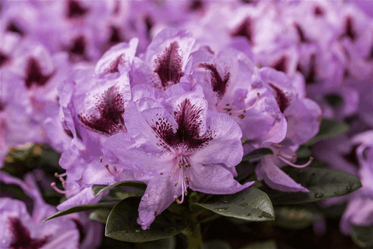 Rhododendron hybrida 'Metallica' - Gartenglueck und Bluetenkunst - DerGartenMarkt.de - Pflanzen > Gartenpflanzen > Rhododendron - DerGartenmarkt.de shop.dergartenmarkt.de